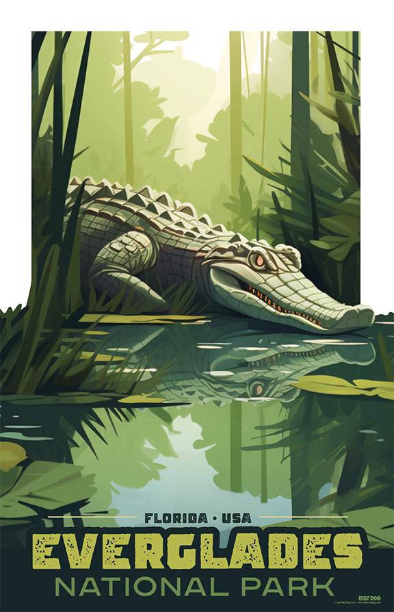 Florida Everglades Wildlife: Aligator Illustration