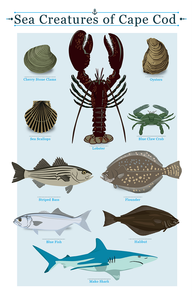 Cape Cod Sea Creatures Chart