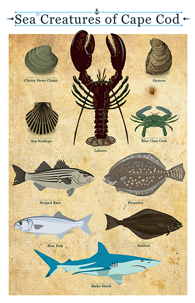 Cape Cod Sea Creatures Chart