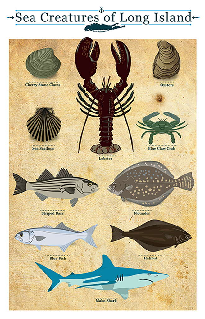 Long Island Sea Creatures Chart