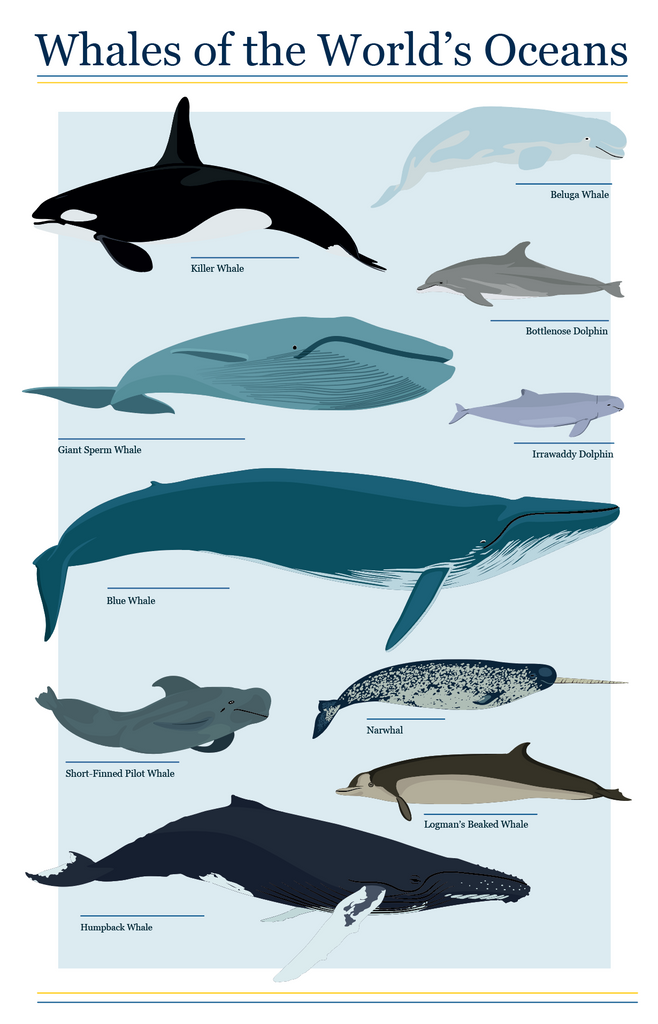 Whales of the World's Oceans